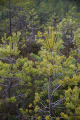 Fototapeta premium wet spruce tree close up shoot macro on blur green background