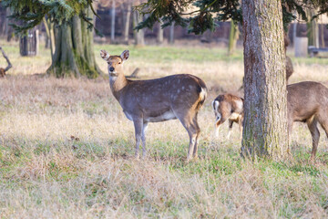 Sika deer - Cervus nippon, doe and mouflon in meadow and forest. Photo from wild nature