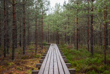 Obraz premium wooden boardwalk in swamp tourist trail with trees, resting area and sun rays in colorful summer weather