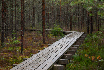 wooden boardwalk in swamp tourist trail with trees, resting area and sun rays in colorful summer weather