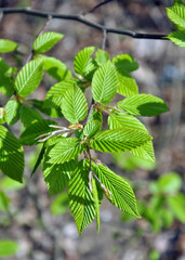 Hornbeam (Carpinus) tree branch with young leaves