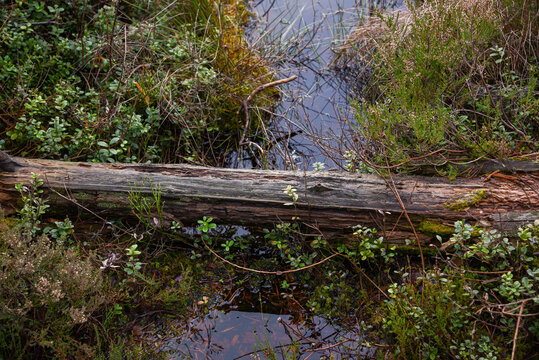puddle formed from a spring flood in green moss in a swamp where a dead tree trunk has fallen. - Powered by Adobe