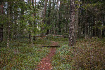 Forest landscape with green moss and a walking path covered in fallen orange needles on an autumn day.