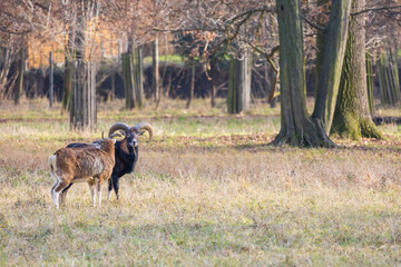Sika deer - Cervus nippon, doe and mouflon in meadow and forest. Photo from wild nature