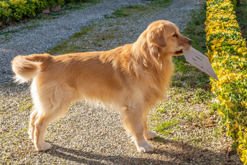 A beautiful dog brings a parcel to his owner