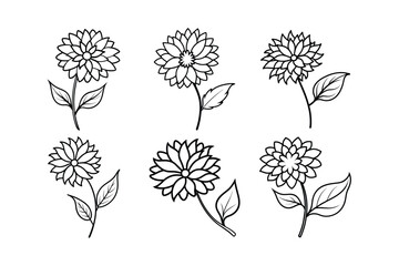 Aster (Aster spp.) flower line art vector illustration