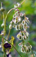 Wild shrub buckwheat (Fallopia dumetorum) which twists grows in the wild