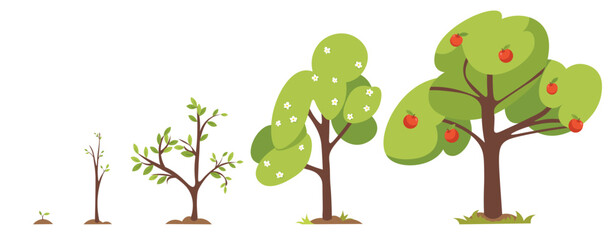 Apple tree growth cartoon vector illustration. Life cycle of plant isolated on white background.