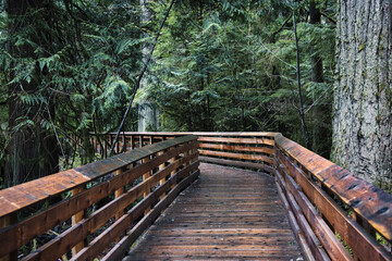 wooden bridge on forest trail in BC