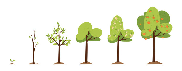 Tree growth cartoon vector illustration. Life stages of orange tree plant isolated on white background.