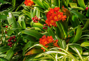Obraz premium Blooming Clivia in Botanical Gardenin in Puerto de la Cruz on Tenerife