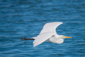 Great White Egret Flies Over a Coastal Salt Marsh