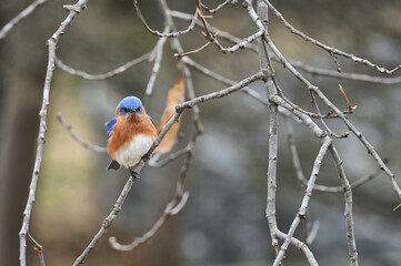 Eastern bluebird in a tree, bird wildlife nature background