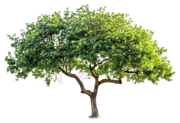 Obraz premium PNG Lush green tree isolated background