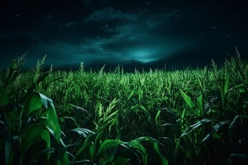 Stunning night landscape of a cornfield captured with long exposure technique for dramatic effect