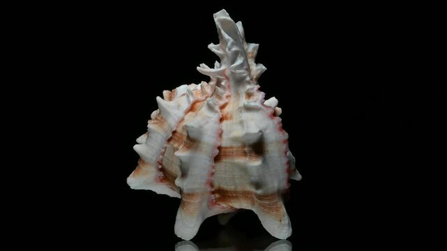 Brassica Murex (Hexaplex brassica) shell rotating against a black background. 