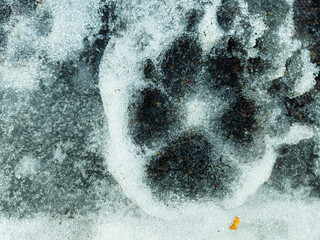 large dog paw print in snow winter scene cute lifestyles abstract pet lifestyles canine nature macro close-up backdrop © Caroline