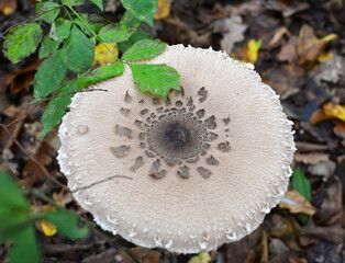 Umbrella mushroom Macrolepiota procera grows in the wild