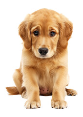 PNG Dog looks sad animal puppy pet.