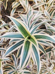 A close-up of variegated green and white tropical plants with sharp leaves