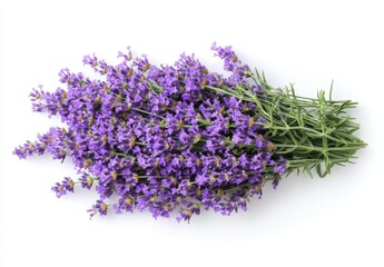 Fototapeta premium Purple flowers with green leaves on a white background