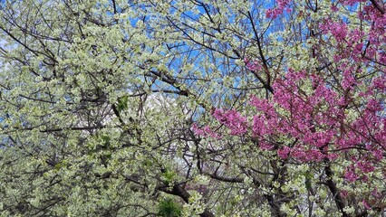 Stunning view of pink and white cherry blossoms in full bloom against a bright blue sky
