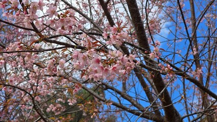 Pink Cherry Blossoms in Full Bloom Against a Vivid Blue Sky