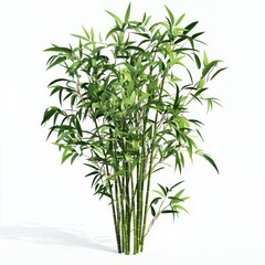 Obraz premium Bamboo stalks with fresh green leaves, isolated on white background