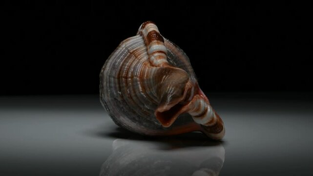 Hairy Triton (Monoplex pilearis) shell rotating against a black background. 