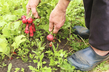 Fototapeta premium Radish harvest. Farmer harvesting organic fresh dirty radish in soil ground in garden on garden bed
