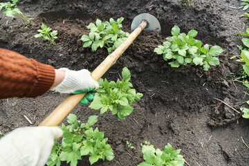 Farmer Hilling potato young plant with hoe on field on garden bed closeup. Growing organic potatoes...