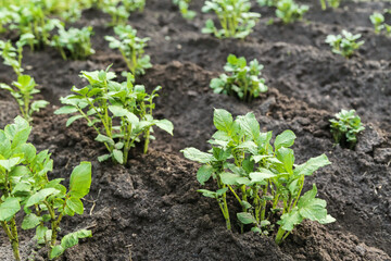 Potato young plants after hilling in rows on field on garden bed. Growing organic potatoes in garden