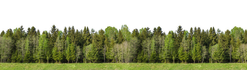 Summer green forest on the horizon with grass is isolated. The edge of a forest with deciduous and coniferous trees, natural background.