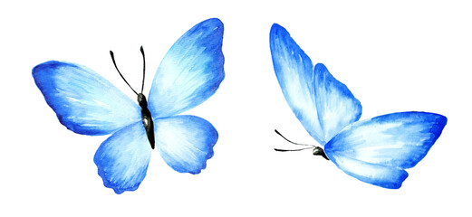 Tropical blue butterflies set.  Watercolor hand painted illustration, isolated on white background