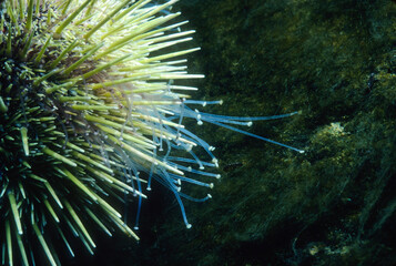 Green sea urchin underwater in the St. Lawrence River in Canada