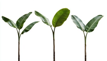 Obraz premium Tropical banana trees in varying shapes and sizes, isolated for a clean, natural aesthetic ideal for design and botanical visuals