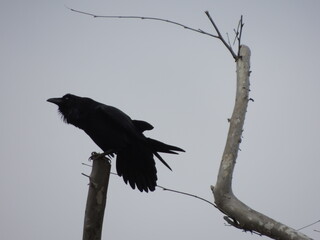 A crow stretches on a tree branch