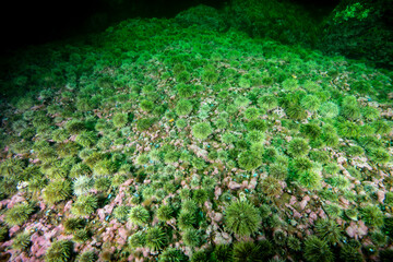 Green sea urchin underwater in the St. Lawrence River in Canada