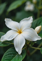 Obraz premium Close-up of jasmine flower glistening with dew in tranquil garden, serenity
