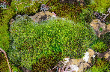 Grey-cushioned Grimmia pulvinata, green moss with young sporophytes on stones in spring, Odessa