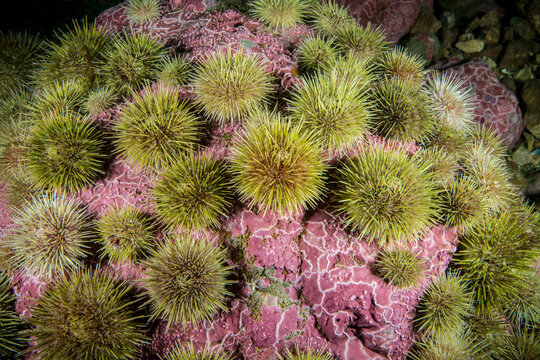Green sea urchin underwater in the St. Lawrence River in Canada