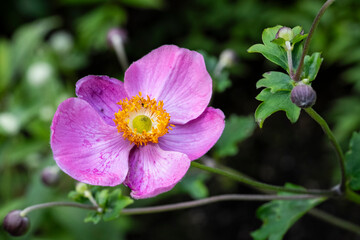 A beautiful grape-leaf anemone with its delicate petals amidst the lush greenery of a flower garden during an autumn afternoon.