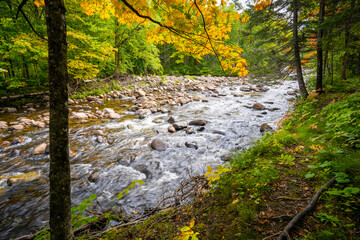 View of flowing mountain river and beautiful forest during vibrant autumn colors in Canada.