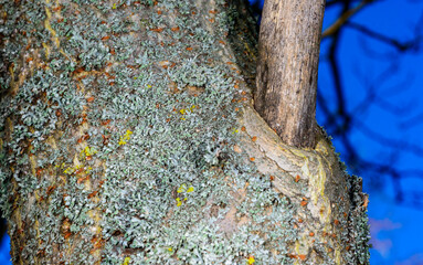 Lichens on the bark of an old tree, different types of lichens growing on tree bark