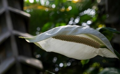 A close-up photograph of a delicate white peace lily flower with a prominent yellow spadix, captured against a blurred background of lush greenery