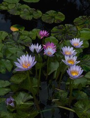 A tranquil scene of a pond teeming with vibrant water lilies in shades of purple and pink, their delicate blooms contrasting beautifully against the lush green foliage