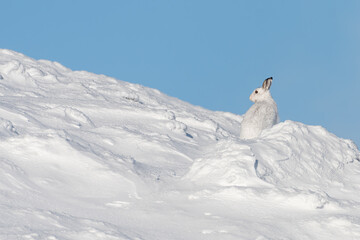 Mountain hare (Lepus timidus) on the mountain in winter, Cairngorms, Scotland
