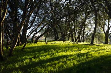 A scenic photograph of a lush green meadow bathed in sunlight filtering through a grove of trees