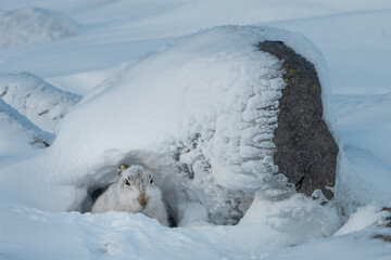 Mountain hare (Lepus timidus) resting by a rock, Cairngorms, Scotland