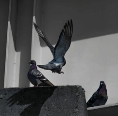 A dynamic photograph capturing the moment a pigeon takes flight from a concrete ledge, its wings outstretched against a contrasting background of light and shadow